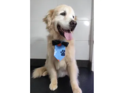 Cachorro raça Labrador idade 6 ou mais anos nome Ozzy, um golden