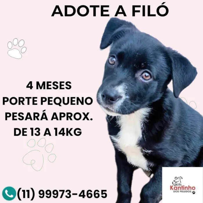 Cachorro ra a SRD-ViraLata idade 2 a 6 meses nome Filó