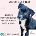 Filó