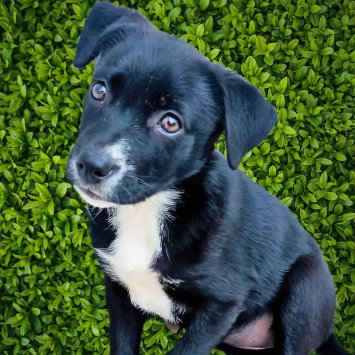 Cachorro ra a SRD-ViraLata idade 2 a 6 meses nome Filó
