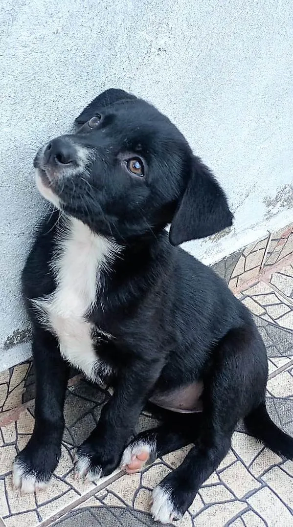 Cachorro ra a SRD-ViraLata idade 2 a 6 meses nome Filó