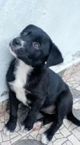 Filó