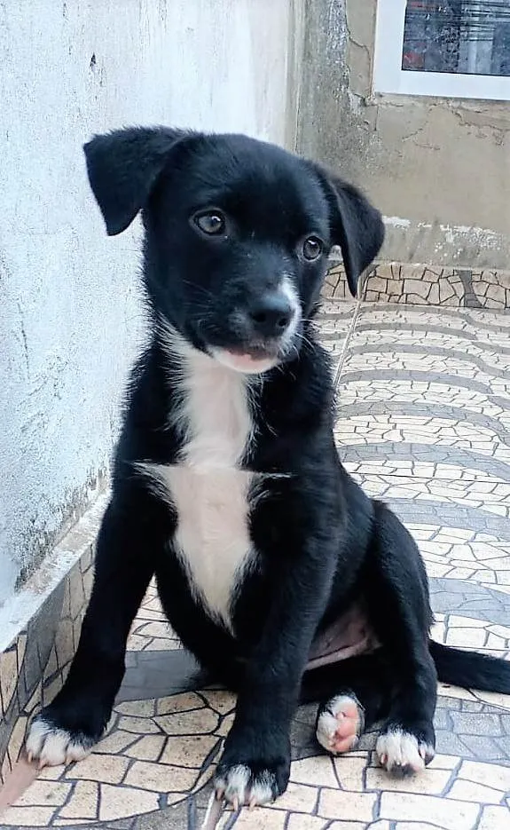 Cachorro ra a SRD-ViraLata idade 2 a 6 meses nome Filó