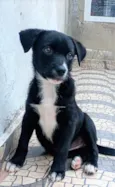 Filó