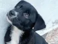 Filó