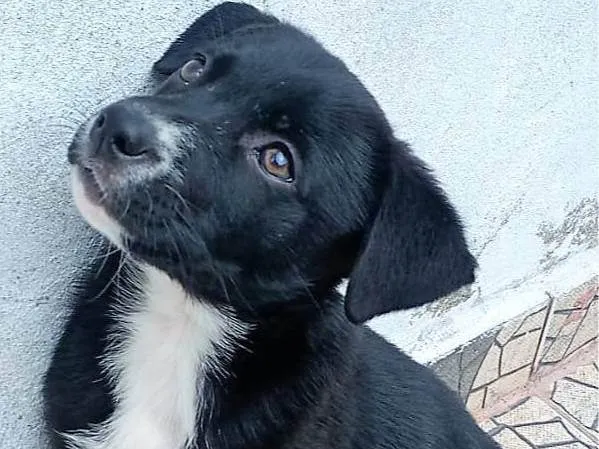 Cachorro ra a SRD-ViraLata idade 2 a 6 meses nome Filó