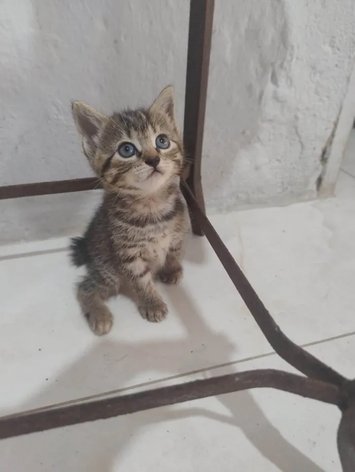 Gato ra a SRD-ViraLata idade Abaixo de 2 meses nome Filhotinha