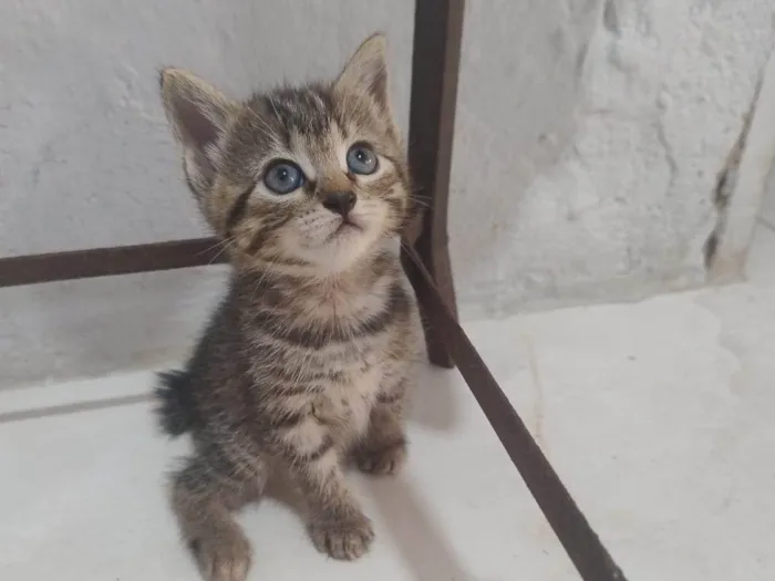 Gato ra a SRD-ViraLata idade Abaixo de 2 meses nome Filhotinha