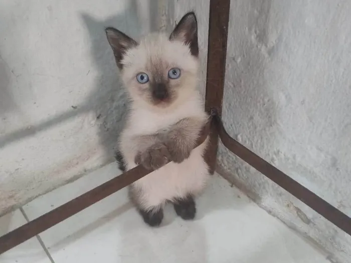 Gato ra a SRD-ViraLata idade Abaixo de 2 meses nome Filhotinha 2