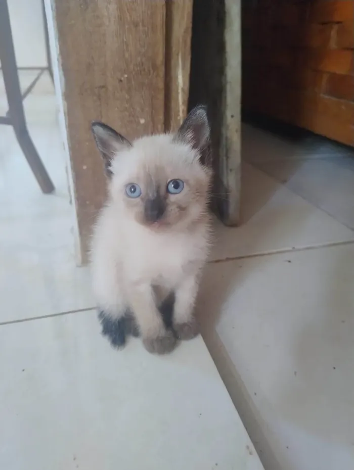Gato ra a SRD-ViraLata idade Abaixo de 2 meses nome Filhotinha 2