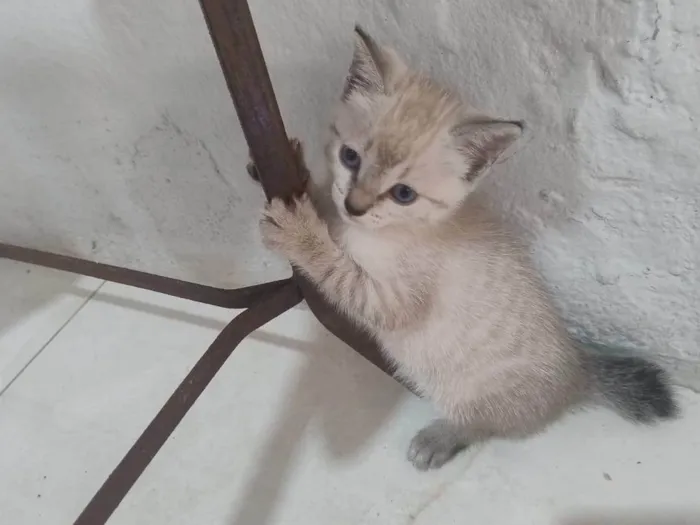 Gato ra a SRD-ViraLata idade Abaixo de 2 meses nome Filhotinha 3