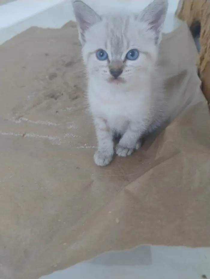 Gato ra a SRD-ViraLata idade Abaixo de 2 meses nome Filhotinha 3