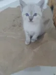 Filhotinha 3