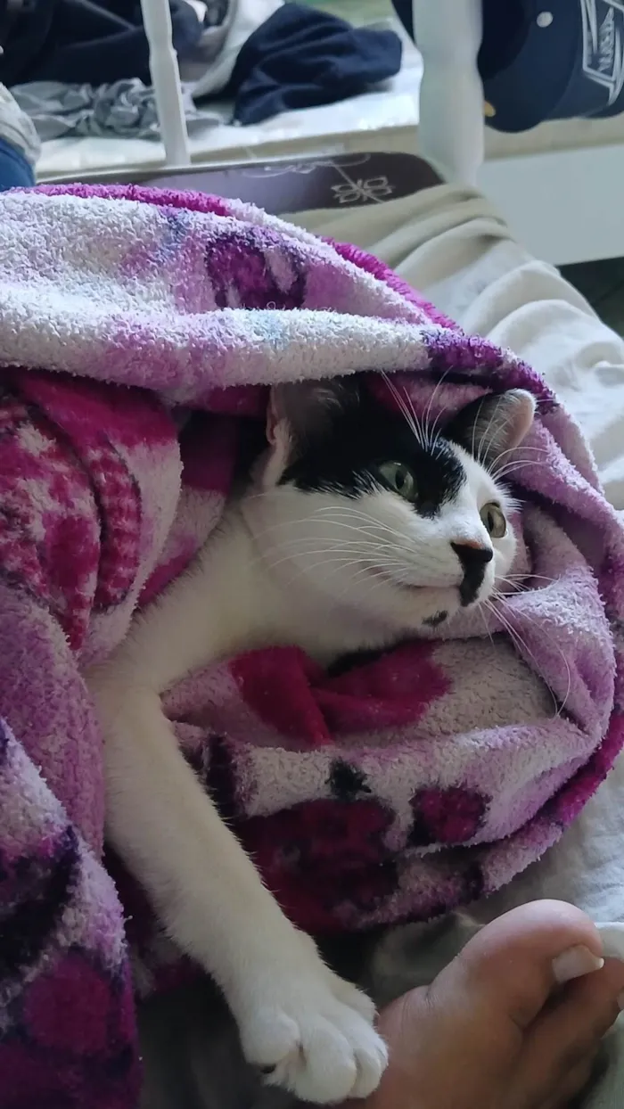 Gato ra a Exótico idade 1 ano nome Bella