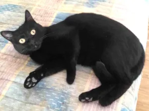 Gato raça SRD-ViraLata idade 1 ano nome Jullie