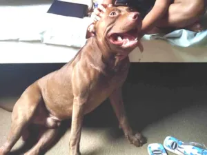 Cachorro raça Pit-Bull idade 1 ano nome Apollo