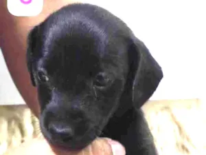 Cachorro raça SRD-ViraLata idade Abaixo de 2 meses nome Pretinha