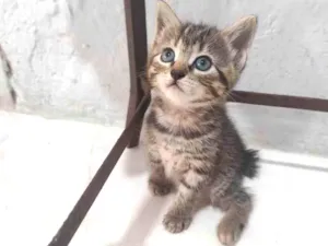 Gato raça SRD-ViraLata idade Abaixo de 2 meses nome Filhotinha