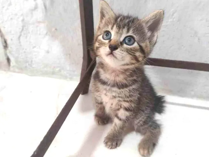 Gato ra a SRD-ViraLata idade Abaixo de 2 meses nome Filhotinha