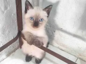 Gato raça SRD-ViraLata idade Abaixo de 2 meses nome Filhotinha 2