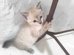 Gato raça SRD-ViraLata idade Abaixo de 2 meses nome Filhotinha 3