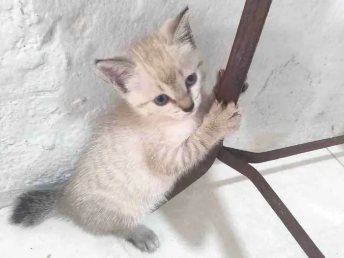Gato ra a SRD-ViraLata idade Abaixo de 2 meses nome Filhotinha 3