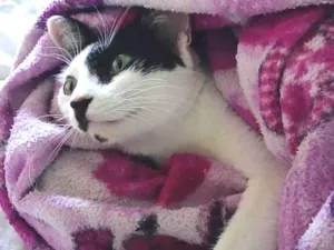 Gato raça Exótico idade 1 ano nome Bella