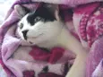 Bella