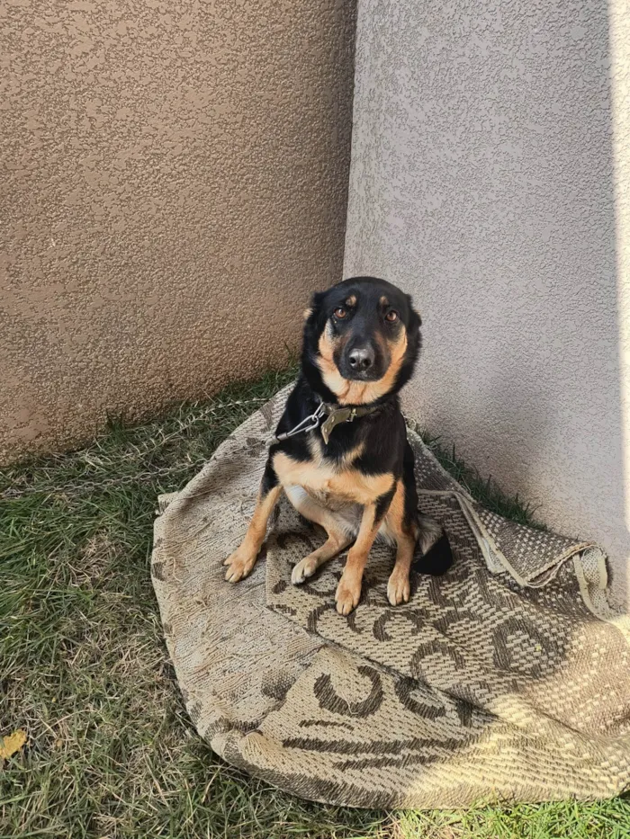 Cachorro ra a SRD-ViraLata idade 3 anos nome Lassie