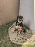 Lassie
