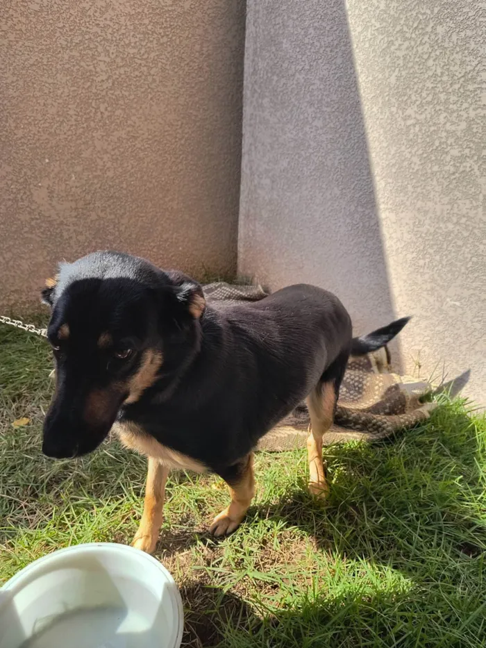 Cachorro ra a SRD-ViraLata idade 3 anos nome Lassie