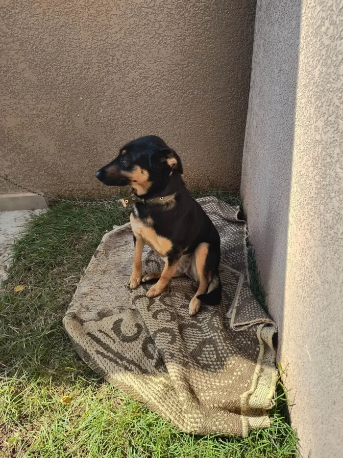 Cachorro ra a SRD-ViraLata idade 3 anos nome Lassie