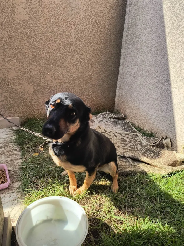 Cachorro ra a SRD-ViraLata idade 3 anos nome Lassie