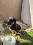 Lassie