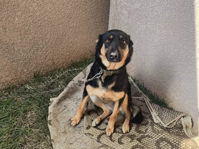 Cachorro ra a SRD-ViraLata idade 3 anos nome Lassie