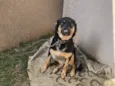 Lassie