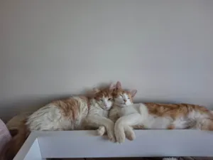 Gato raça SRD-ViraLata idade 7 a 11 meses nome Pedro e Mandioca 