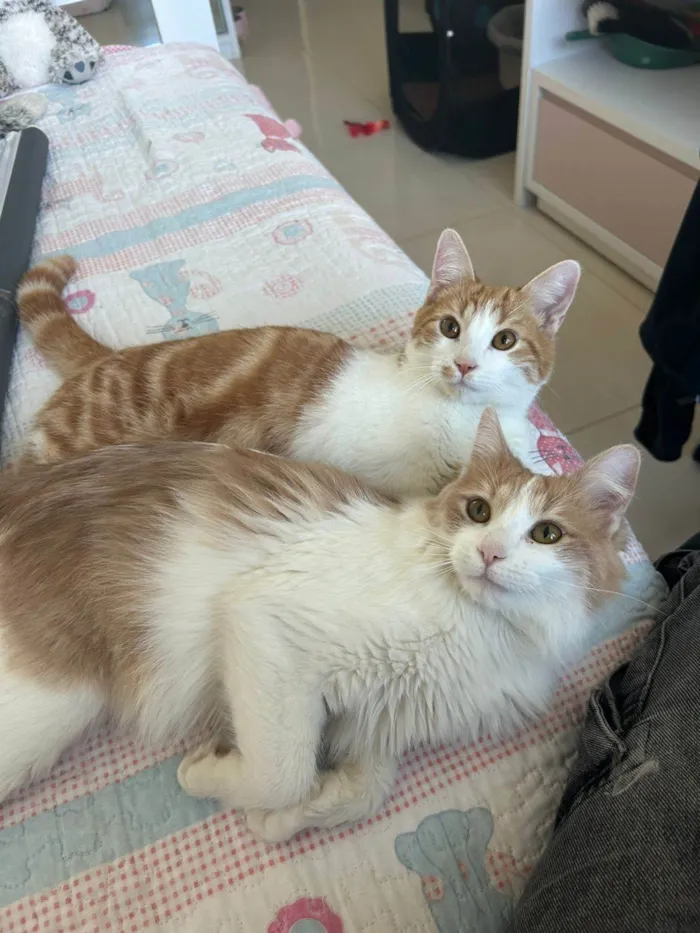 Gato ra a SRD-ViraLata idade 7 a 11 meses nome Pedro e Mandioca 