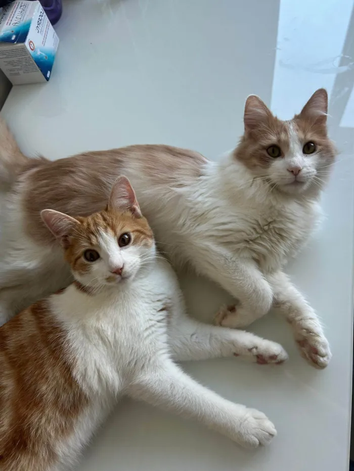 Gato ra a SRD-ViraLata idade 7 a 11 meses nome Pedro e Mandioca 
