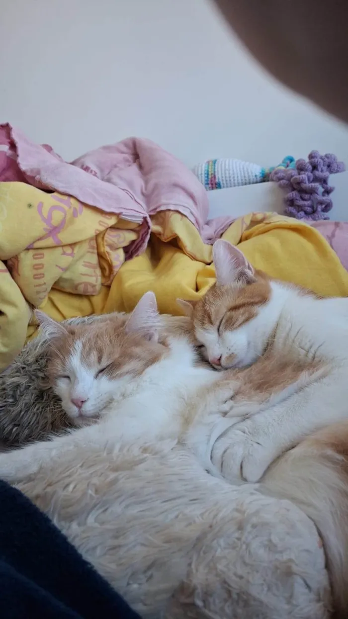 Gato ra a SRD-ViraLata idade 7 a 11 meses nome Pedro e Mandioca 