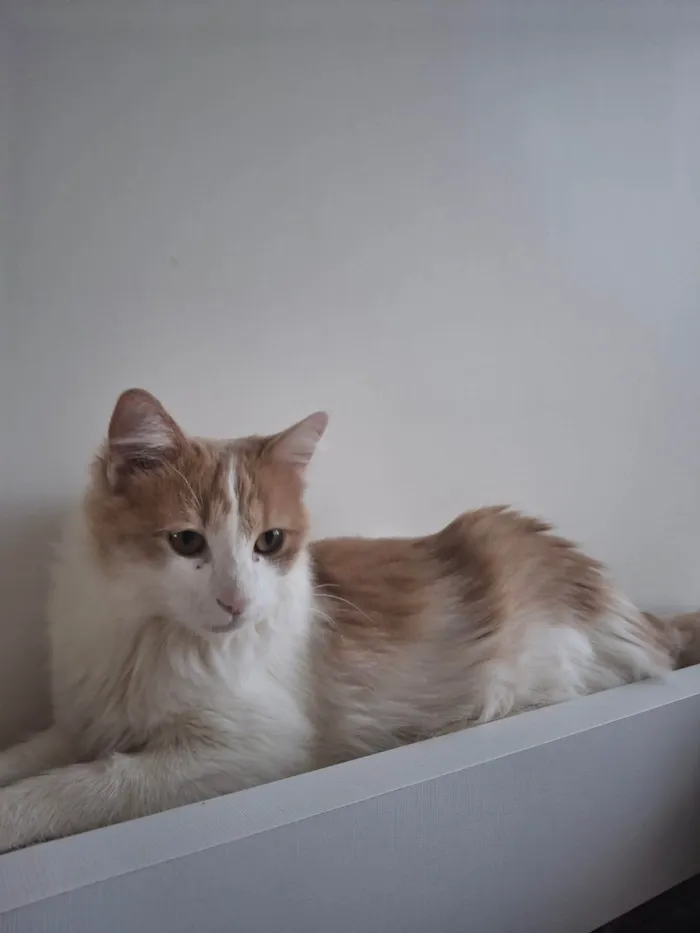 Gato ra a SRD-ViraLata idade 7 a 11 meses nome Pedro e Mandioca 