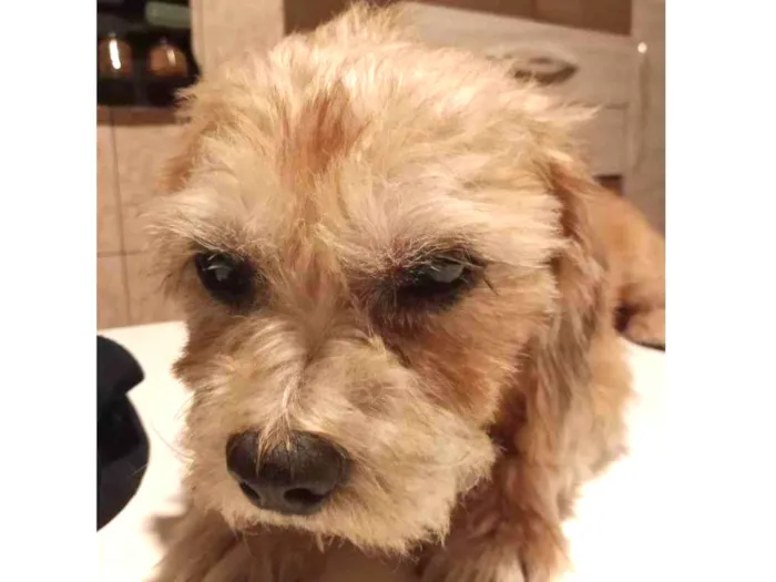 Cachorro ra a SRD-ViraLata idade 2 a 6 meses nome Falar com Francisca - Whats 19 98303-7267