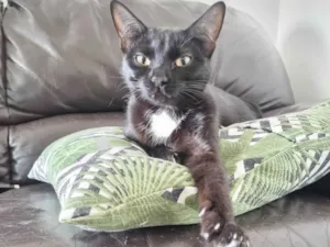 Gato raça SRD-ViraLata idade 7 a 11 meses nome Emma