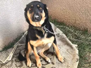 Cachorro raça SRD-ViraLata idade 3 anos nome Lassie