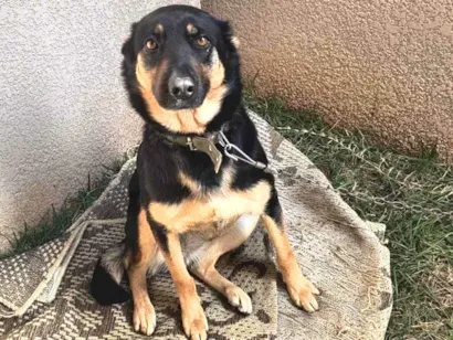 Cachorro raça SRD-ViraLata idade 3 anos nome Lassie