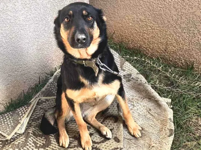Cachorro ra a SRD-ViraLata idade 3 anos nome Lassie