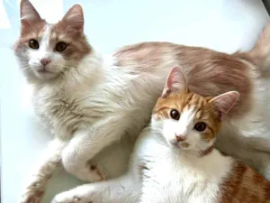 Gato raça SRD-ViraLata idade 7 a 11 meses nome Pedro e Mandioca 