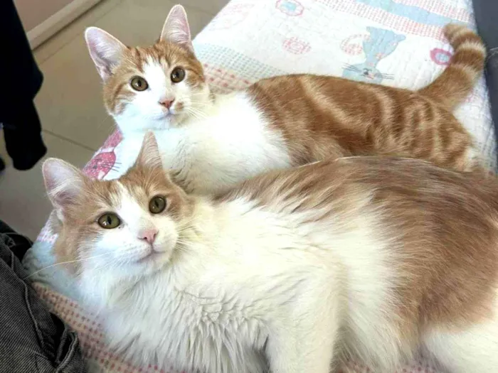Gato ra a SRD-ViraLata idade 7 a 11 meses nome Pedro e Mandioca 