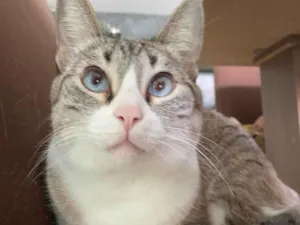 Gato raça SRD-ViraLata idade 5 anos nome Gamora