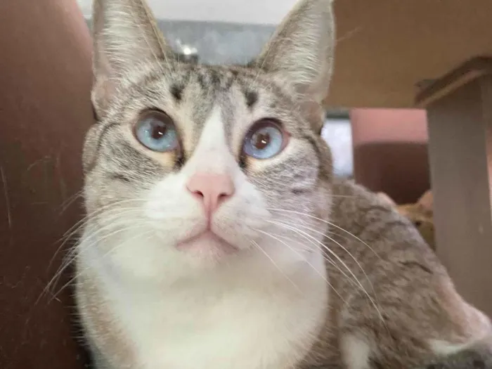 Gato ra a SRD-ViraLata idade 5 anos nome Gamora